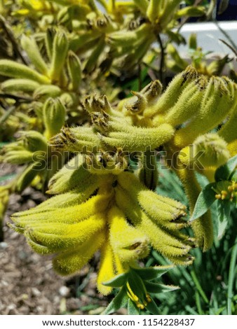 Yellow Kangaroo Paw Plant Close Up