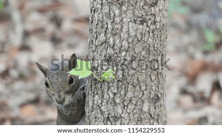 Close up of a squirrel looking at camera from behind a tree
