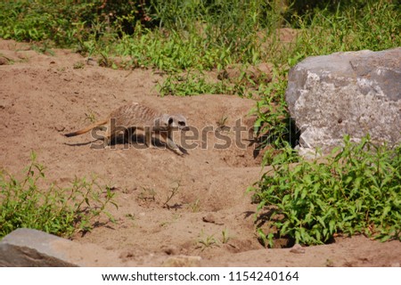 A meerkat walking around its enclosure
