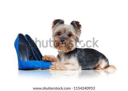 Side view picture of a yorkie dog laying on blue shoes