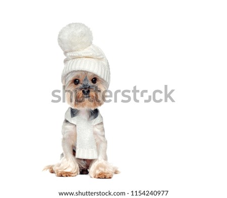 Full length picture of a sitting dog wearing white hat and scarf