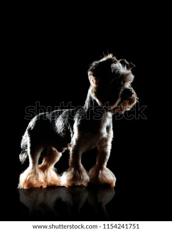 Side view low key picture of a standing yorkshire terrier