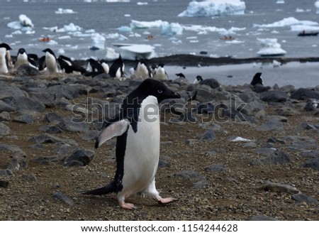 Stock pictures of penguins in the Antarctica peninsula