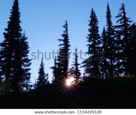 Sunrise on a beautiful morning in the mountains at Mount Rainier National Park in WA state. Rising sun sunburst on horizon glows thru silhouette pine trees on hillside with clear blue sky background.