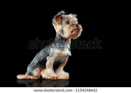 Yorkie dog in a black studio side view picture