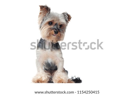 Yorkshire terrier puppy against white background full length picture