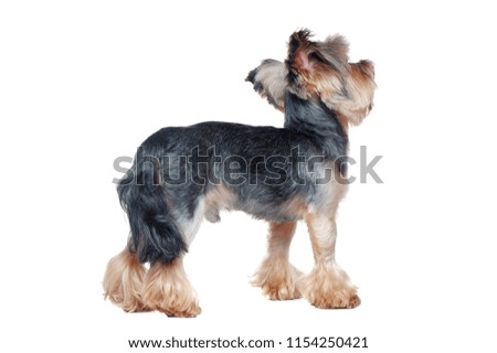 Back view full length picture of a standing yorkshire terrier dog