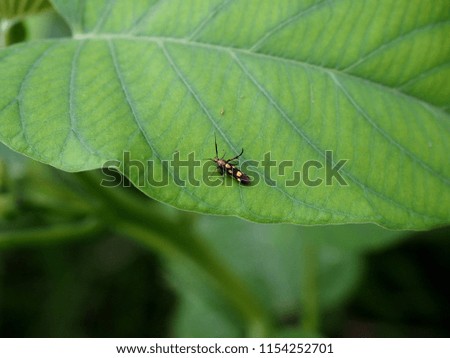 Tiny long horned beetle on green leaf of morning glory tree
