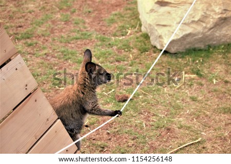 Curious Young Kangaroo