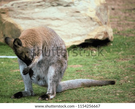 Kangaroo Standing Close Up 