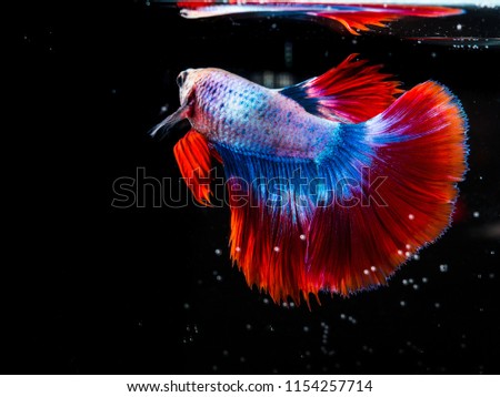 Betta fish with air Bubbles in the water, Betta splendens, Siamese Fighting fish on black background.