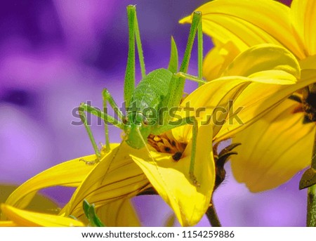 Tiny speckled bush cricket sitting on bright yellow flowers 