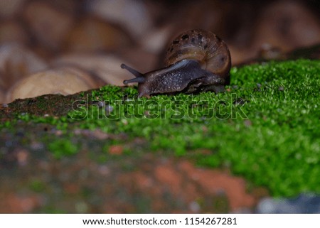 Snail animal’s life eat some food on green grass as usually life in sunset