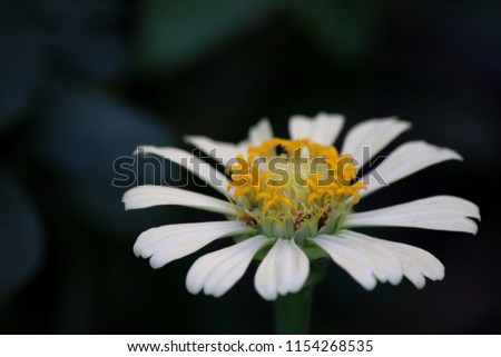White single flower 