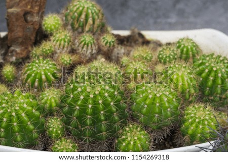 close up cactus in pot .