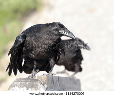 Raven Bird enjoying its surrounding.