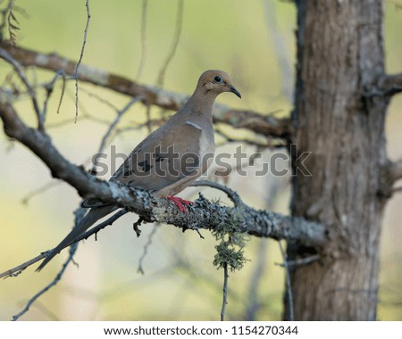 Mourning dove enjoying its surrounding.