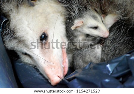 A mother possum and baby snuggle in a bin before being rescued.