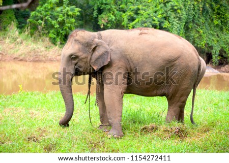 Elephants eating food on the waterfront in the forest.