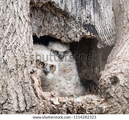 Great Horned owlets in hollow of tree waiting for their mother to return to the nest.