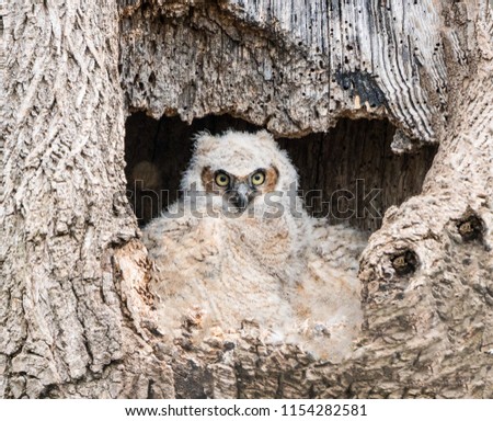Young great horned owl sitting in hollow of tree waiting for mother to come back to nest.