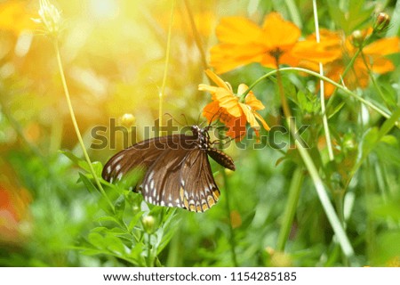 insect butterfly on yellow flower in the garden nature green background