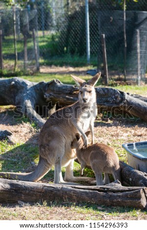 Kangaroo in the National Park, Brisbane, Australia