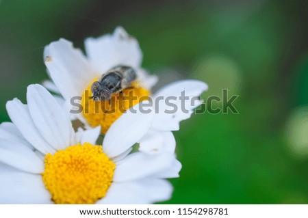 Close-up of white flowers with insect in the garden / Macro of white flower with insect in forest