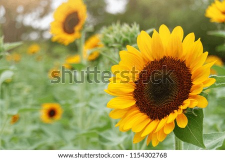 Sunflowers planting in farm and garden, natural background, yellow flowers, copy space