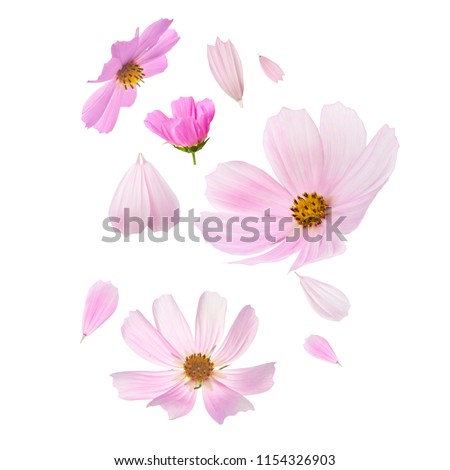 Beautiful flying pastel pink flowers at yellow background, creative floral layout, high resolution image