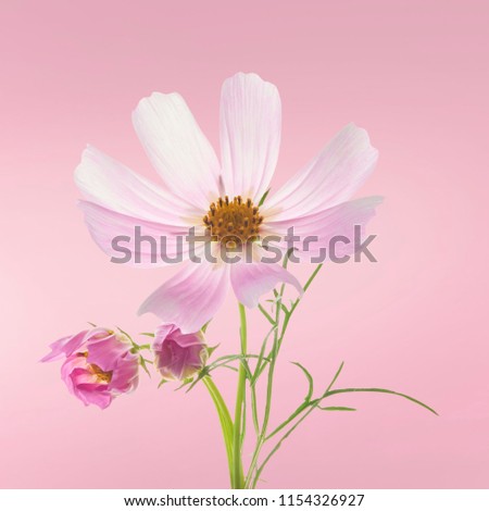 Beautiful pastel pink flowers at pink background, creative floral layout, high resolution image