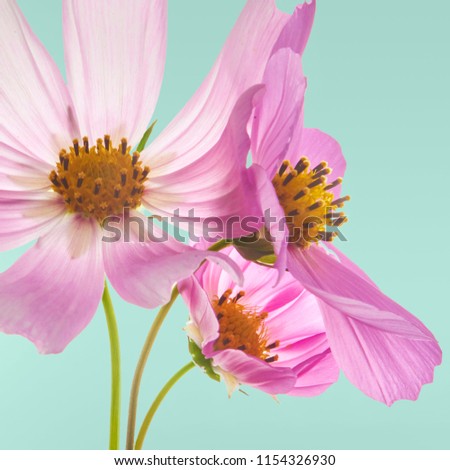 Beautiful pastel pink flowers at turquoise background, creative floral layout, high resolution image