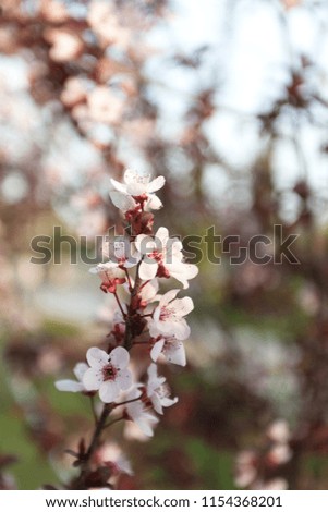 Blooming branch of Japanese cherry sakura, soft focus, closeup, day light. Fresh rose pink flowers on the branch of fruit tree. Bloom, spring time concept