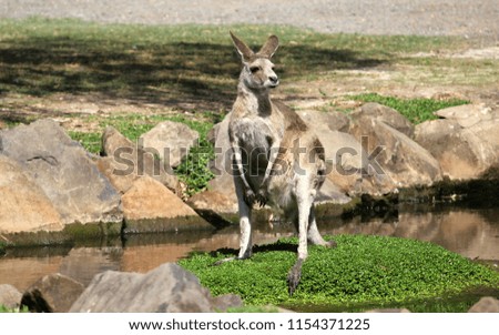 A Kangaroo on a creek side