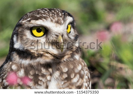 Burrowing owl close-up