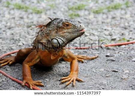 a picture of an iguana crawling on the ground