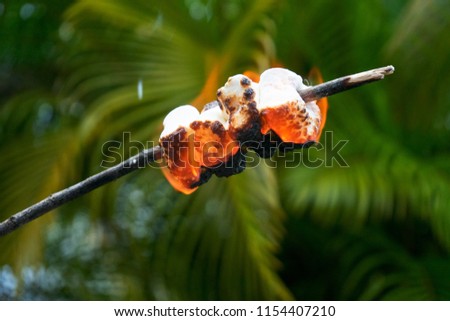 Burning marshmallows on a stick