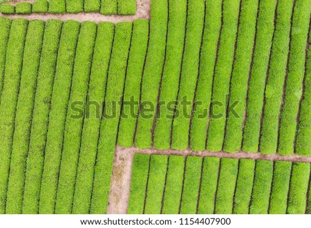 Tea Plantation fields at Shizuoka. Aerial Drone photography. 