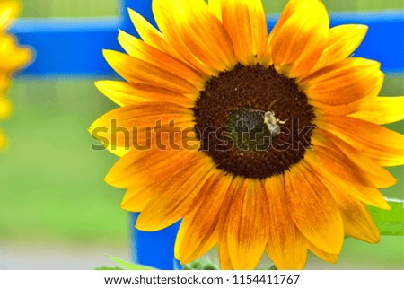 Sunflower in a Sunny Summer Day. Selective Focus. Ideas for Wallpaper, Posters. End of Summer.