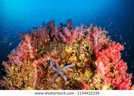 A beautiful, brightly colored tropical coral reef in a tropical ocean