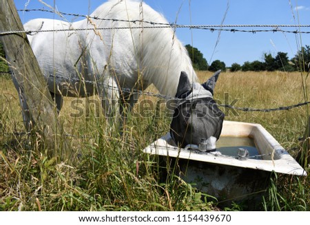 Horse with fly mask, drinking from Bathtub Bath Tub Royalty-Free Stock Photo #1154439670