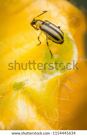 Striped Cucumber Beetle on Pumpkin Flower Royalty-Free Stock Photo #1154445634