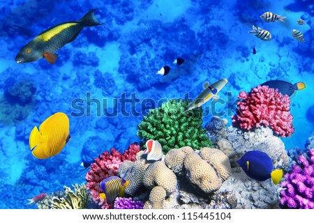 Coral and fish in the Red Sea.Egypt