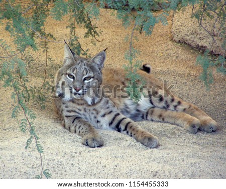  A bobcat relaxes in the Sonoran Desert west of Tucson, Arizona.