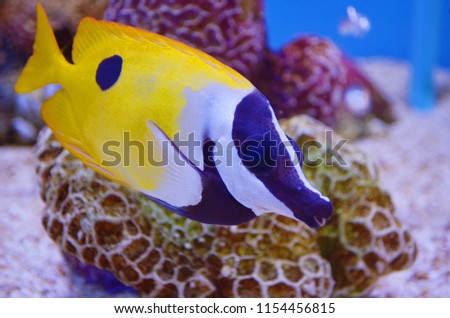 A swimming fish in a aquarium tank