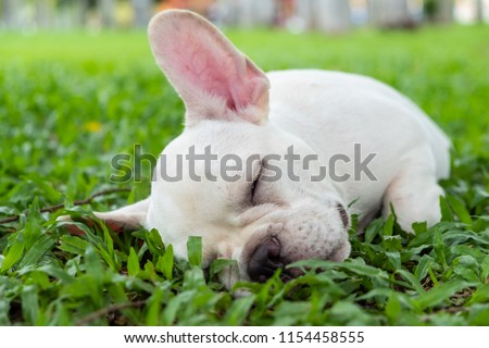 French Bulldog lie down on the green field in the garden.