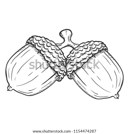 Vector Hand Drawn Sketch Illustration - Pair of Acorns on the Same Branch