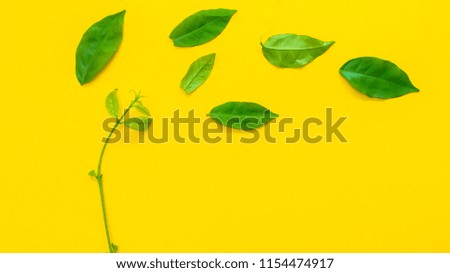Leaf symbol copyspace on yellow background.Creative concept