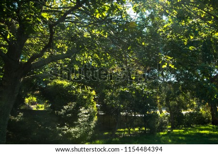 A brilliant green grove of stout trees casts shadow over a quiet garden area, adjacent to a coastal river.