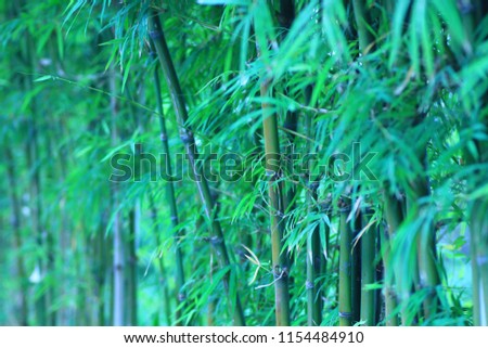 
Many green bamboo trees.